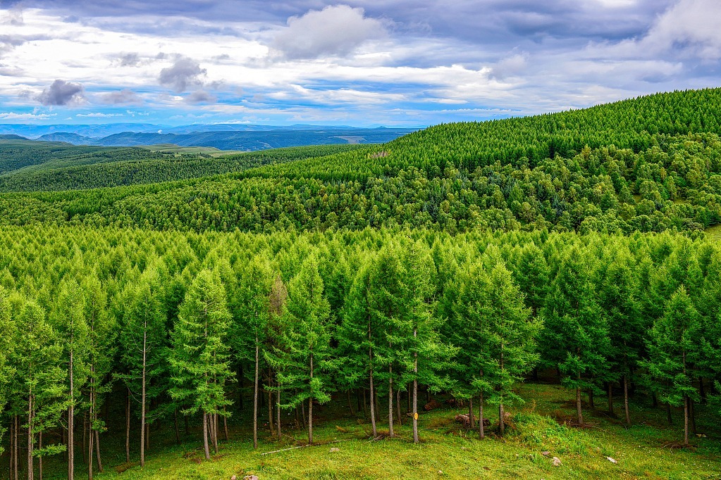 China's forest chief responsibility system yields positive results