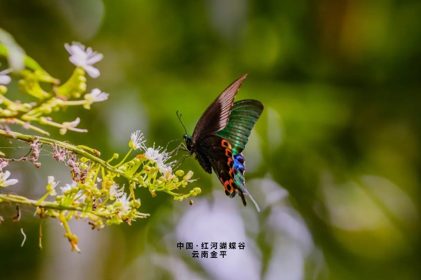 Watch it again: A visit to Honghe Butterfly Valley in Yunnan