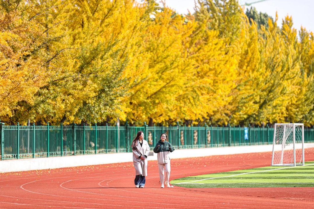 Students revel in ginkgo leaves at Shenyang Agricultural University