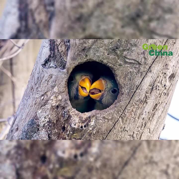 China's first full wild breeding documentation of blossom-headed parakeets captured in Yunnan