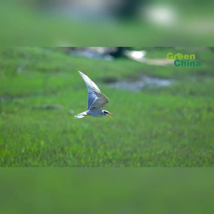 River tern reintroduced to the wild in Yunnan