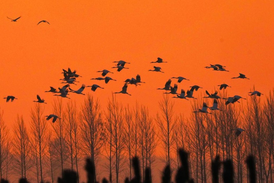 Over 7,000 migratory birds gather at Jilin nature reserve