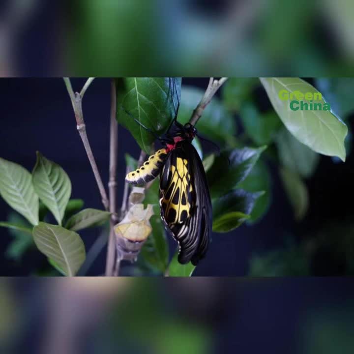 Golden birdwing butterfly emerges from its chrysalis in Yunnan