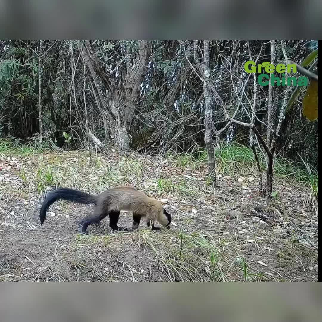 Rare footage of protected yellow-throated marten captured in Yunnan nature reserve