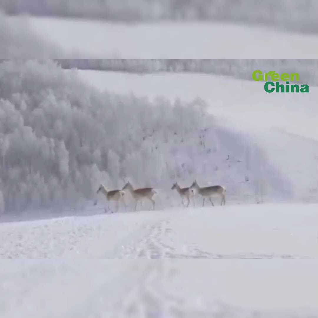 Thousands of Mongolian gazelles spotted in Inner Mongolia