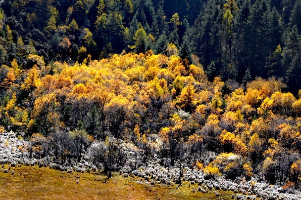 Explore the autumnal beauty of Pudacuo National Park in Shangri-La