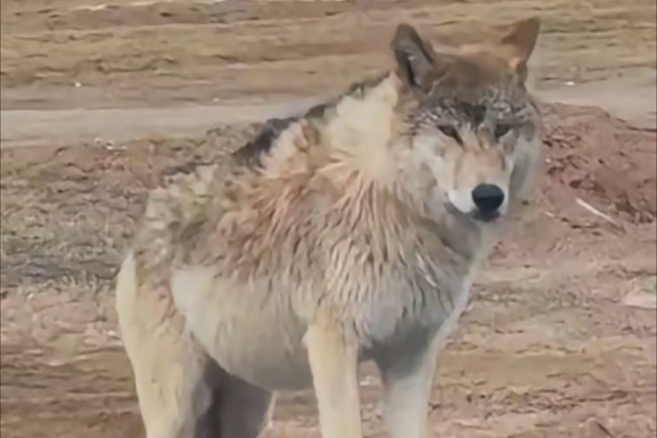 Concerns rise as wolves seek food from vehicles in Qinghai