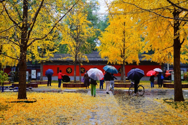 Beijing’s first winter rain brings serenity to Fayuan Temple