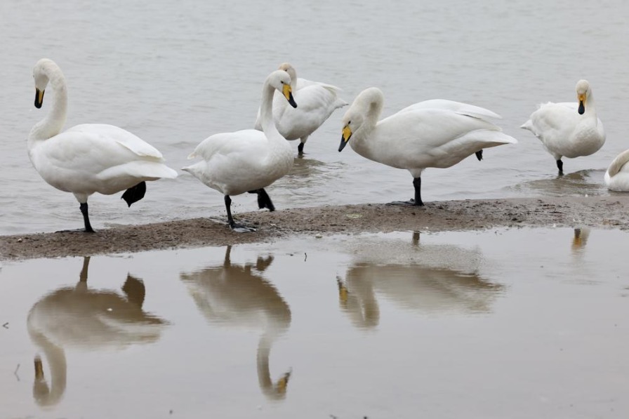 Thousands of swans find home at Shanxi's Shengtian Lake