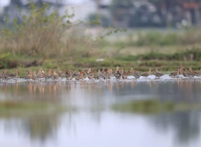 Guangxi's biodiversity flourishes in recent years