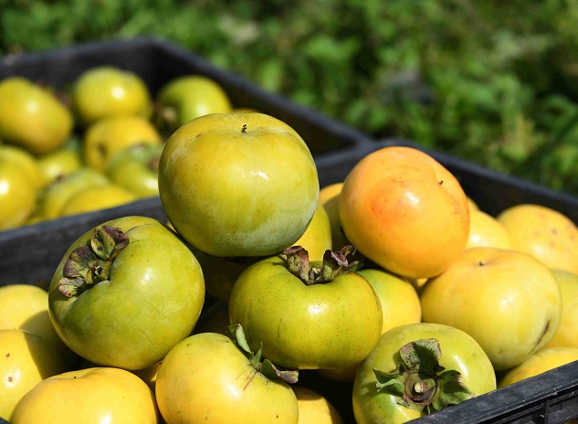 Luocheng's sweet autumn persimmons hit market early