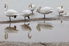 Thousands of swans find home at Shanxi's Shengtian Lake