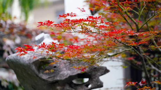 Autumn charm of Heyuan Garden