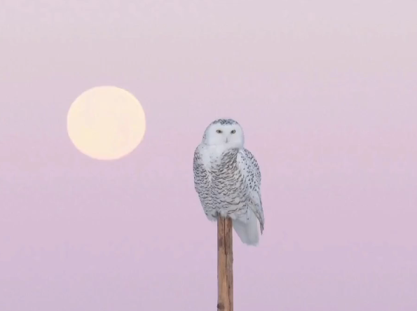 Watch a snowy owl hunt in Inner Mongolia