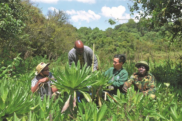 Chinese botanists protect plants in Africa