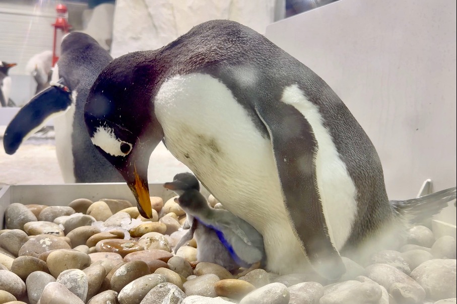 Dalian animal park welcomes 30 penguin chicks via artificial incubation