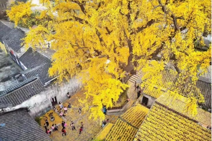 Yellow ginkgo trees adorn Suzhou city