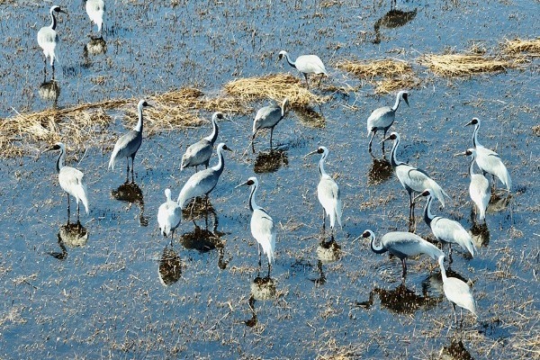 North China wetland welcomes large number of rare cranes