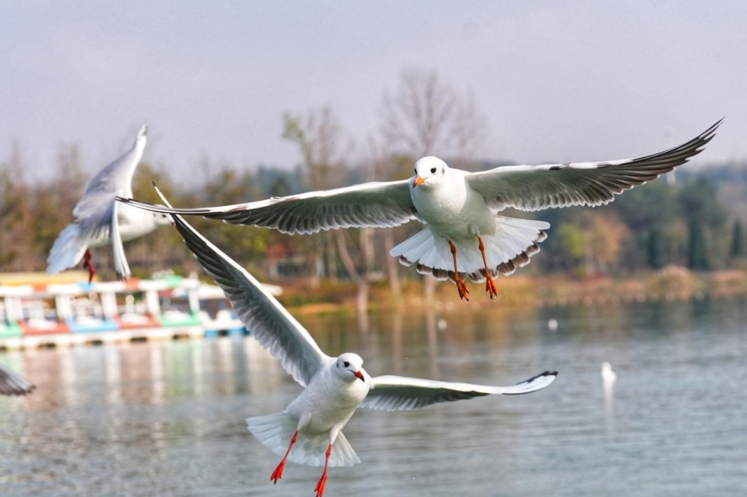 Wintering black-headed gulls arrive in Guizhou