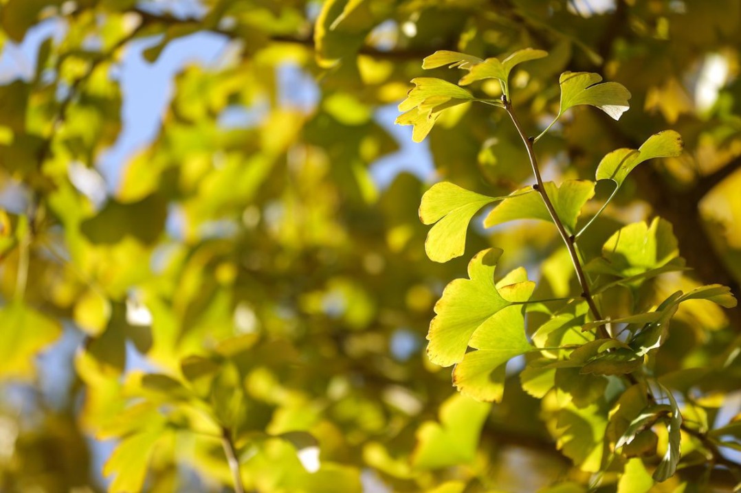 Ancient gingko tree grows more beautiful with age