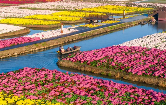 Photos capture magnificent chrysanthemums in Xinghua