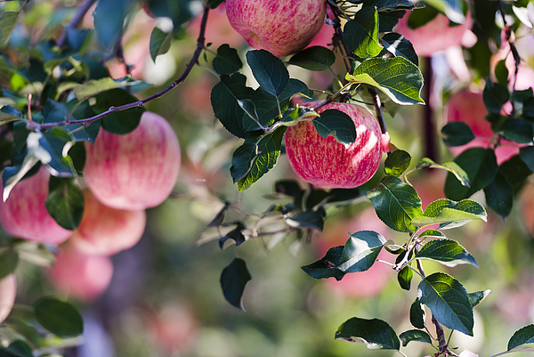 Yantai's Qixia alight with apple art festival