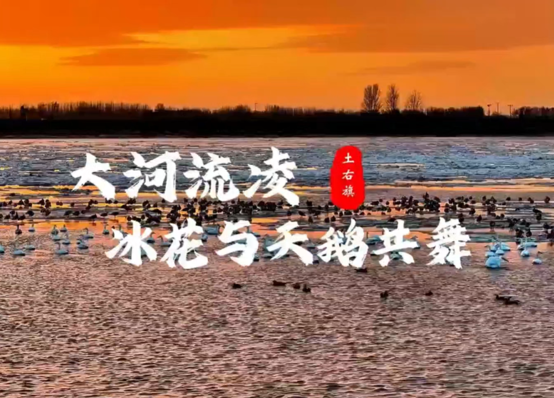 Ice floats & swans in Baotou