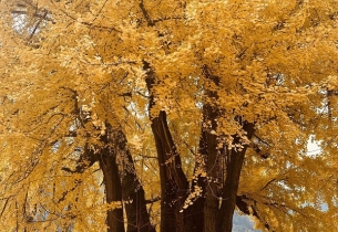 Guizhou's ancient ginkgo tree dons golden-leaf attire