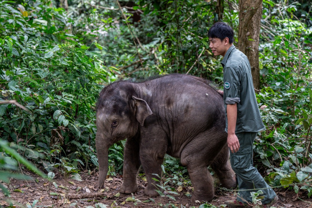 Rescued wild elephant calf in SW China makes good recovery