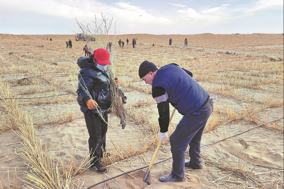 Afforestation efforts bear fruit in Taklimakan Desert