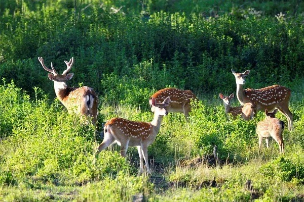 Hangzhou biosphere reserve regains attention at COP16