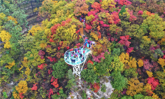 Annual red leaf festival kicks off in Shandong's Zibo