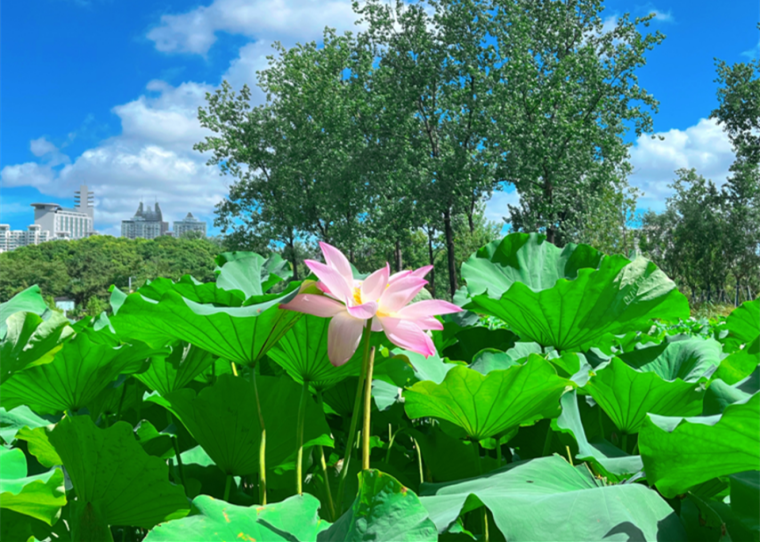 Appreciate alluring lotus blossoms in Pudong's Century Park