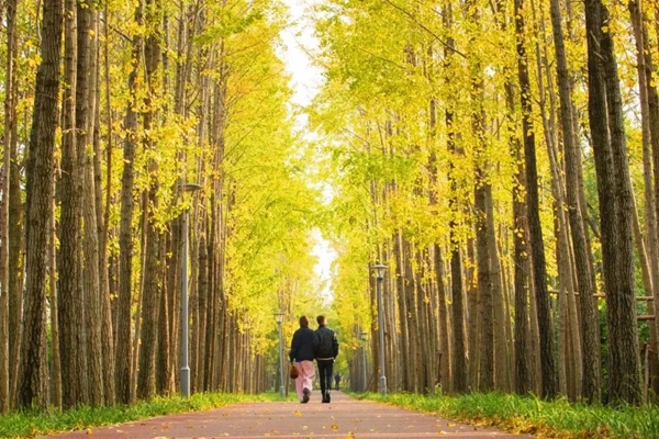 In pics: Golden ginkgo splendor at Changning greenway