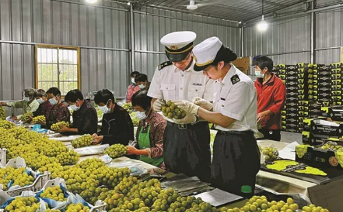 Ningbo's grapes to make debut overseas