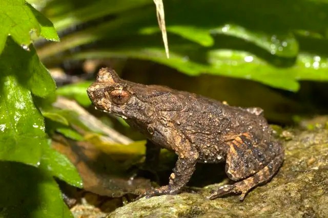 New amphibian species discovered in East China's Fujian