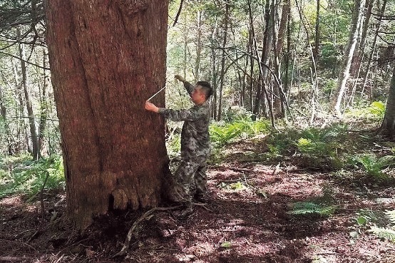 Ancient forest with rare yew trees found in Jilin