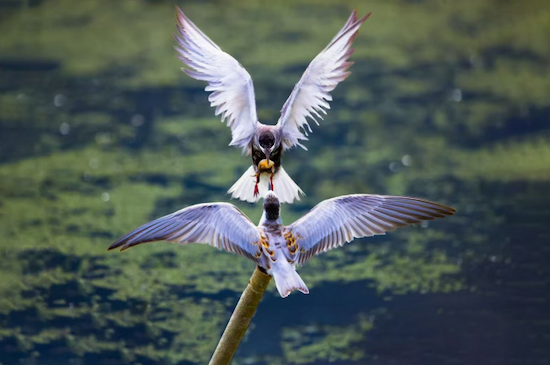 Yangzhou photographer captures avian life