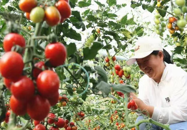 Soilless cultivation solidifies green and ecological fruits, vegetable production in Shandong