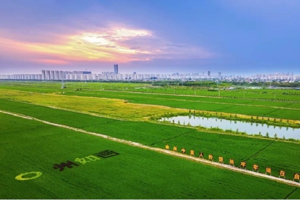 Rice tasting event takes place in Tongzhou