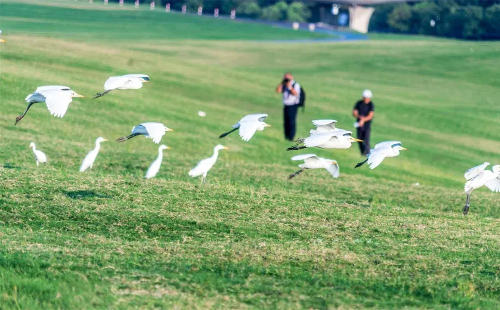 Egrets draw visitors to Quzhou's grassland park