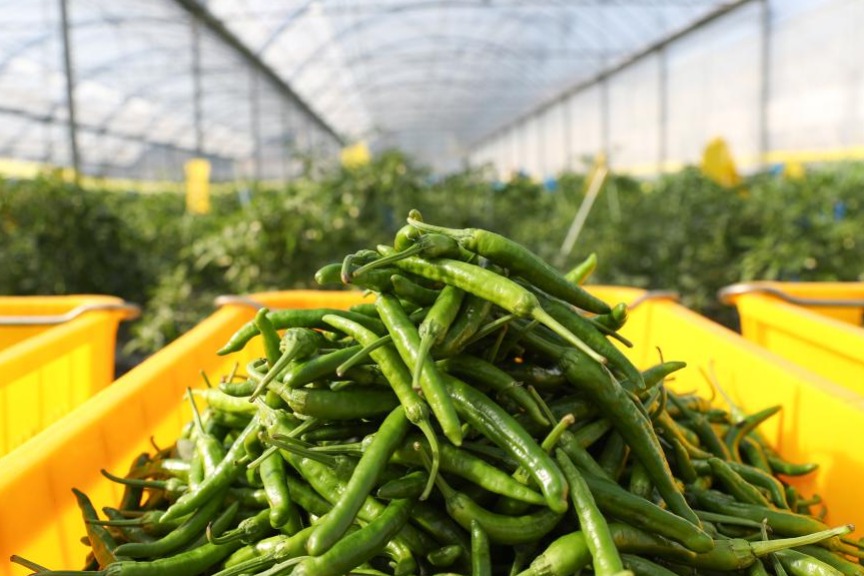 Peppers a hot commodity in Hunan