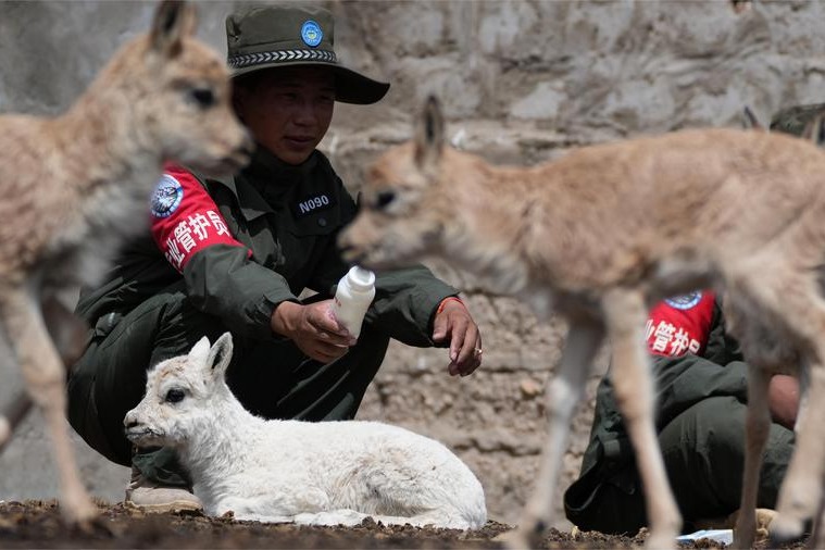 Scientists decode DNA of rare Tibetan antelope