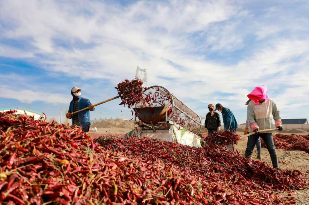 Jiuquan's chili industry celebrates bumper harvest