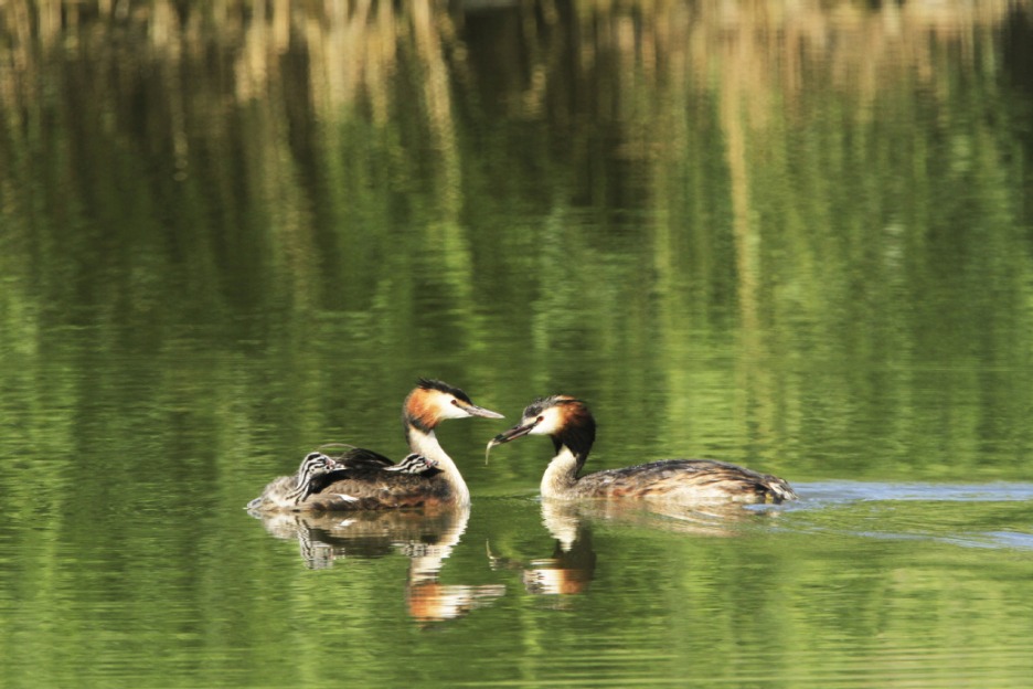 Gansu province puts efforts into improving wetland environment