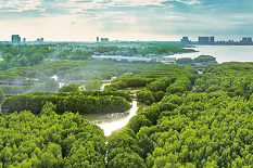 Maoming listed among Guangdong's key wetlands