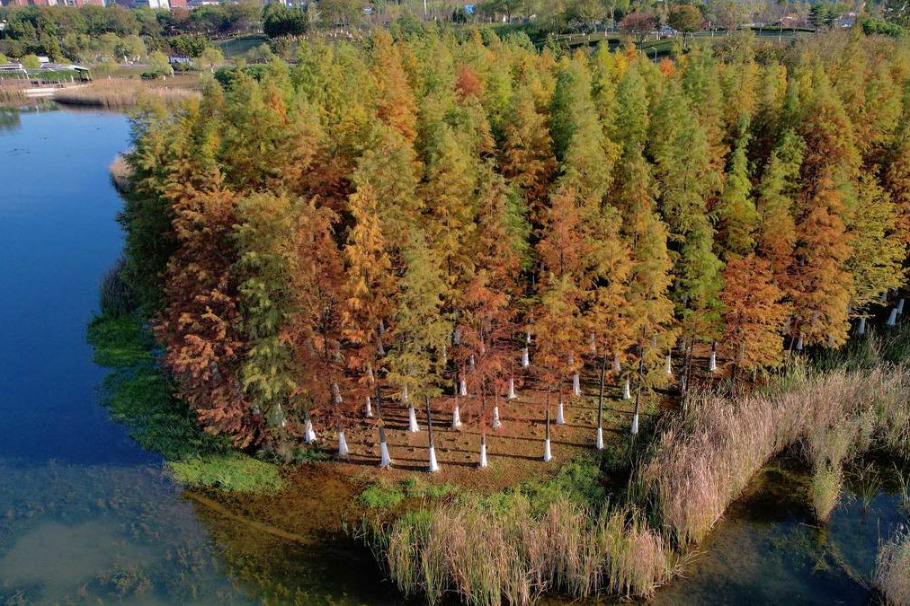 Changsha's metasequoia trees paint urban park vibrant hues