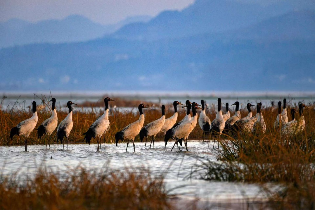 Migratory black-necked cranes arrive in Guizhou