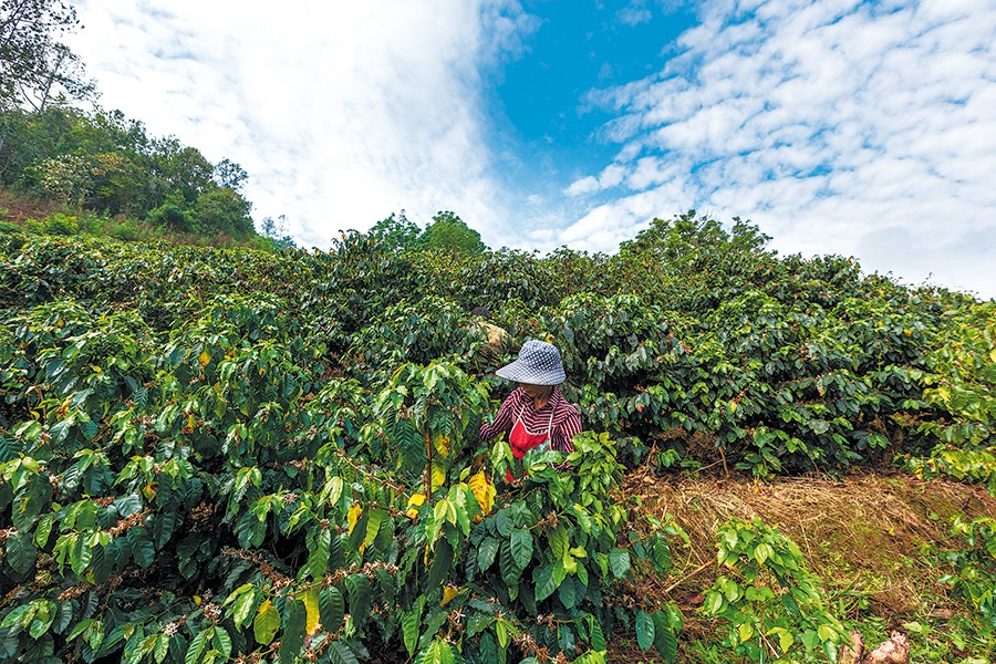 Legacy of Tea Horse Road lives on in Yunnan village