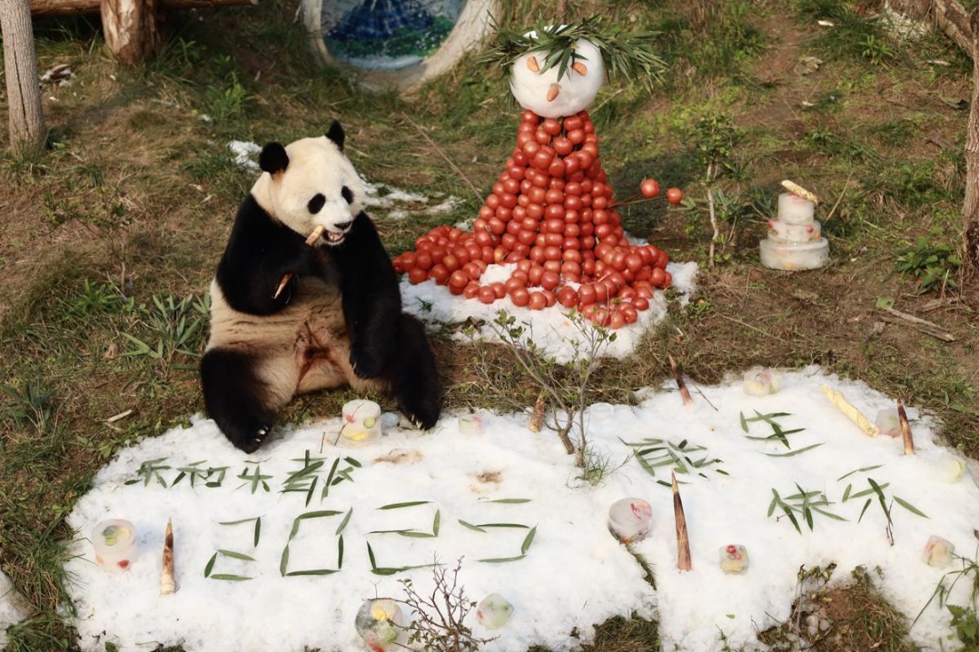 Giant pandas celebrate first year in Chongqing with snowy spectacle